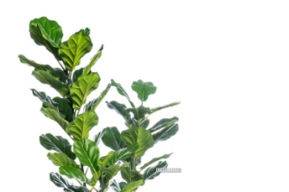 Picture of ARTIFICIAL Plant Thick Branch Fiddle Leaf (120 cm /150 cm) - 120 cm
