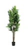 Picture of ARTIFICIAL PLANT 266-329 Rubber Tree 160cm
