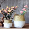 Picture of Seagrass Belly Basket/ Floor Planter/ Storage Belly Basket in White & Natural Two Tone Color Extra Large Size
