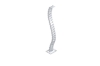 Picture of UP1 SNAKE TUBE for UP1 Height Adjustable Standing Desk System - White