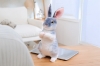 Picture of EASTER Bunny Plush Cushion (Multiple Colors)