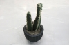 Picture of ARTIFICIAL Duo Cereus Acanthocereus Cactus Potted Plant (3"x7")