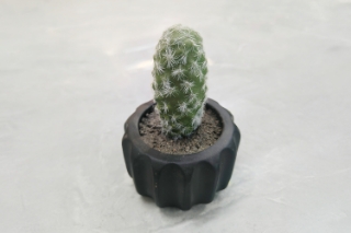 Picture of ARTIFICIAL Round Cactus Potted Plant - Each