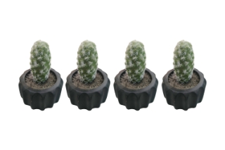 Picture of ARTIFICIAL Round Cactus Potted Plant - Set of 4 
