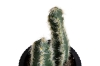 Picture of ARTIFICIAL Duo Cereus Acanthocereus Cactus Potted Plant (3"x7")