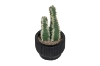 Picture of ARTIFICIAL Duo Cereus Acanthocereus Cactus Potted Plant - Set of 4 