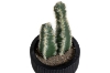 Picture of ARTIFICIAL Duo Cereus Acanthocereus Cactus Potted Plant - Set of 4 