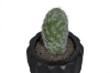 Picture of ARTIFICIAL Round Cactus Potted Plant - Each